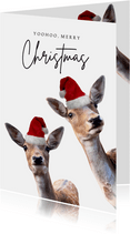 Weihnachtskarte lustige Rehe mit Weihnachtsmütze