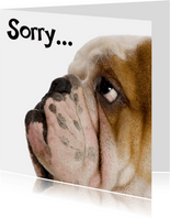 Grußkarte Sorry trauriger Hund