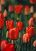 Beileidskarte rote Tulpen Blumenfotografie Anteilnahme 2