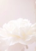 Beileidskarte weiße Rose schlichte Pastellfarben  2