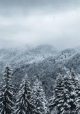 Elegante geschäftliche Weihnachtskarte Winterwald Rückseite