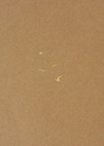 Foto-Einladung Jugendweihe auf Kraftpapier mit Vögeln Rückseite