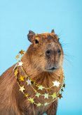 Geburtstagskarte Capybara Sternchenkette blau 2
