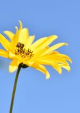 Geburtstagskarte gelbe strahlende Sonnenblume 2
