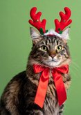 Meowy Christmas Weihnachtskarte Katze mit Geweih lustig 2