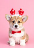 'Merry little Christmas' Weihnachtskarte Hund mit Geweih  2