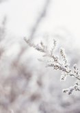 Trauerkarte Naturmotiv Blumen im Schnee Rückseite