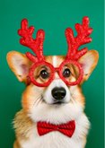 Weihnachtskarte Corgi 'Schon wieder Weihnachten?!' 2