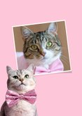 Weihnachtskarte rosa - Katze mit Schleife 2