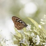 Beileidskarte Schmetterling auf weißen Blumen 2