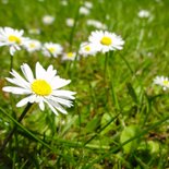 Einladungskarte zum Geburtstag Gänseblümchen 2