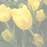 Geburtstagskarte Gelbe Tulpen 2