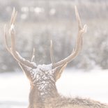 Weihnachtskarte Hirsch im Schnee 2