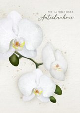 Karte Anteilnahme weiße Orchideen