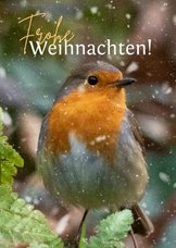 Weihnachts-Fotokarte Rotkehlchen