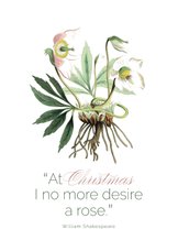 Weihnachtskarte Christrose botanisch
