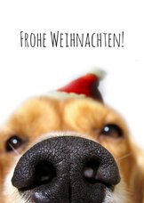 Weihnachtskarte Hundeschnauze mit Weihnachtsmütze