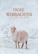Weihnachtskarte mit Schaf im Schnee