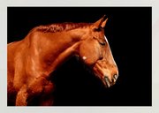 Foto-Beileidskarte Hufspuren Pferd Verlust Regenbogenbrücke 2
