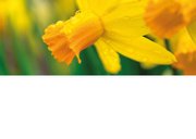 Geburtstagskarte Osterglocken 2