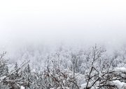 Weihnachtskarte Wald mit Schnee Rückseite