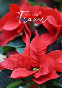 Beileidskarte Weihnachtsstern Fotomotiv 