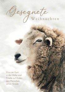 Christliche Weihnachtsgrüße Schaf im Schnee