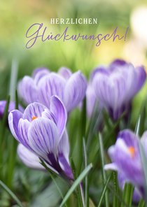 Glückwunschkarte Geburtstag Krokusse Naturfoto