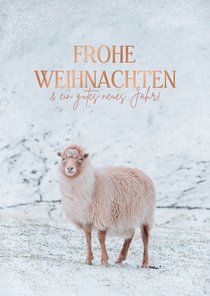 Weihnachtskarte mit Schaf im Schnee