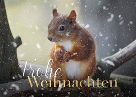Foto-Weihnachtskarte Eichhörnchen
