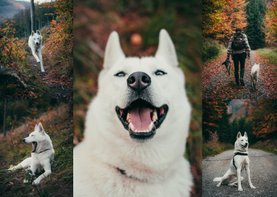 Fotokarte Hund