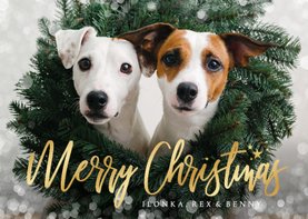 Weihnachtskarte eigenes Foto Hunde