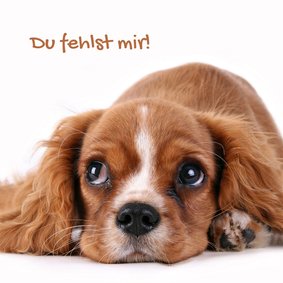 Grußkarte 'Du fehlst mir' mit Hund