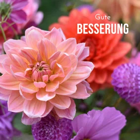 Gute Besserungskarte Dahlien