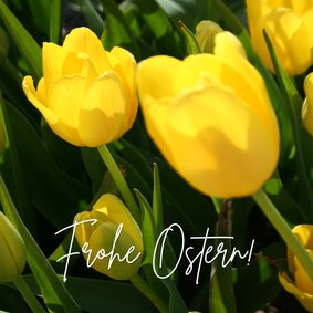 Osterkarte Tulpenfeld