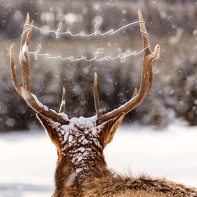 Weihnachtskarte Hirsch im Schnee