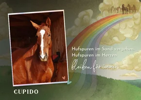 Foto-Beileidskarte Hufspuren Pferd Verlust Regenbogenbrücke