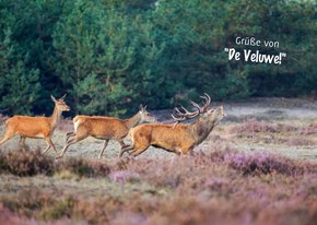 Postkarte mit Grüßen von 'De Veluwe'