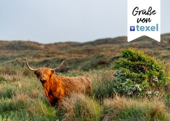 Ansichtskarte Hochlandkuh auf Texel 