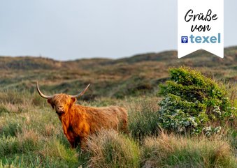 Ansichtskarte Hochlandkuh auf Texel 