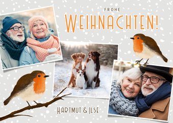 Weihnachtsgrußkarte Fotoreihe & Rotkehlchen