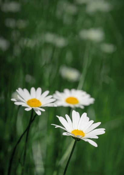 Beileidskarte mit Margeriten 2