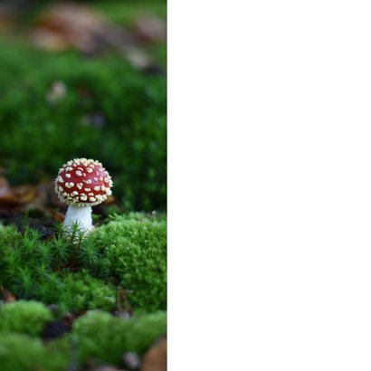 Beileidskarte Naturmotiv Fliegenpilz 'Zum Abschied' 2