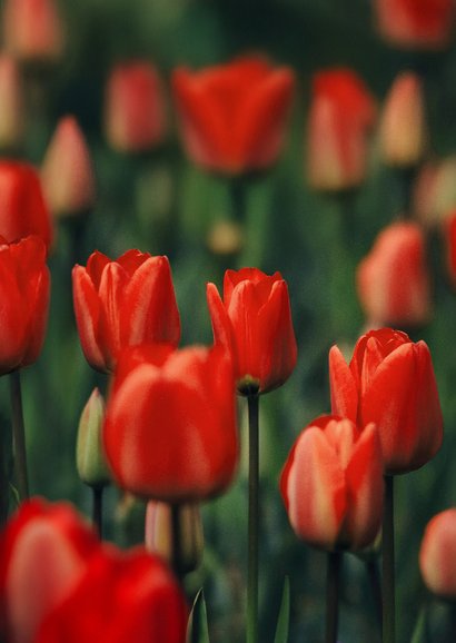 Beileidskarte rote Tulpen Blumenfotografie Anteilnahme 2