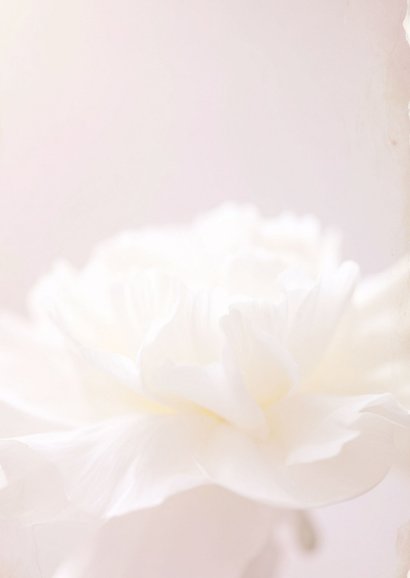 Beileidskarte weiße Rose schlichte Pastellfarben 2