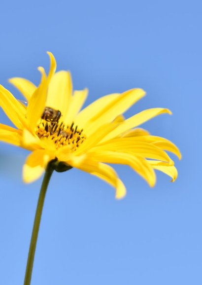 Geburtstagskarte gelbe strahlende Sonnenblume 2