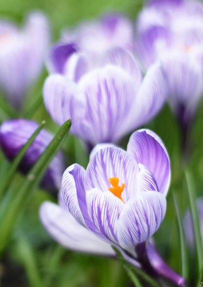 Glückwunschkarte Geburtstag Krokusse Naturfoto 2