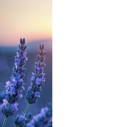 Natürliche Glückwunschkarte mit Lavendel 2