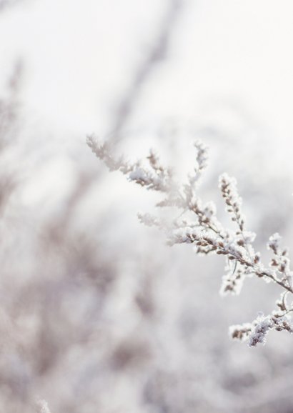 Trauerkarte Naturmotiv Blumen im Schnee Rückseite