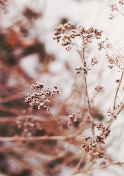 Trauerkarte Naturmotiv Trockenblumen  Rückseite